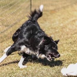 Border Collie Puppies from Cathedral Border Collies