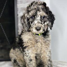 Aurora - Blue merle female Aussiedoodle puppy in Monroe, North Carolina from The Klepper Homestead