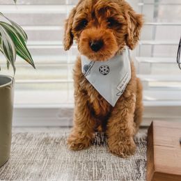 Bernedoodle and Goldendoodle Puppies from Florida Pumpkadoodles