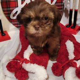 Shih Tzu Puppies from SweetTee's Shih Tzus LLC