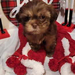 Shih Tzu Puppies from SweetTee's Shih Tzus LLC