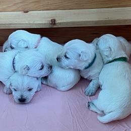West Highland White Terrier puppies from Ravens Nest Westies