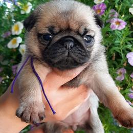 Honey - purple collar - Fawn female Pug puppy in Saint Helens, Oregon from Ebert Golden Retrievers & Pugs