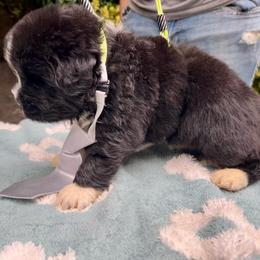Mr. Gray - Black male Newfoundland puppy in Marysville, Washington from Black Lions Newfoundlands