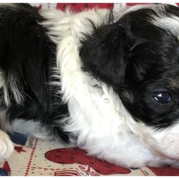 Poodle Puppies from S.H.A.R.P.’s Toy Poodles