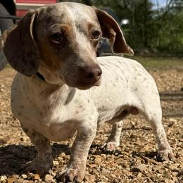Gomez - Dapple male Dachshund puppy in Industry, Illinois from KDKs Kennels