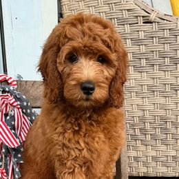 Goldendoodles and Saint Berdoodles from Southern Doodles of Eastern North Carolina