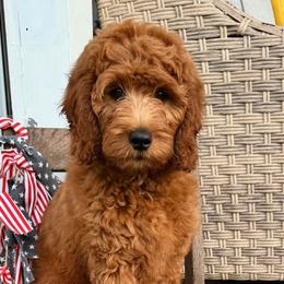 Goldendoodles and Saint Berdoodles from Southern Doodles of Eastern North Carolina