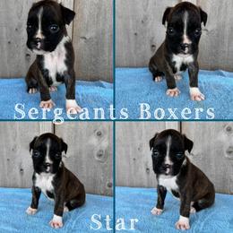 Star - Brindle male Boxer puppy in Madisonville, Texas from Sergeant's Boxers