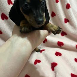Sheldon - Black and tan male Dachshund puppy in Springfield, Tennessee from Savannah’s Doxie Palace