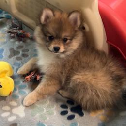 Ruby - Orange sable female Pomeranian puppy in Ocala, Florida from Roxy's Pomeranian Puppies