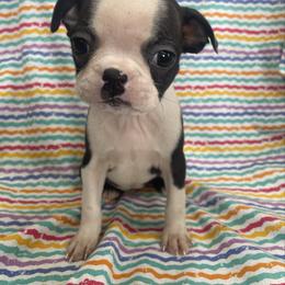 Dana - Black brindle and white female Boston Terrier puppy in Fillmore, Illinois from Wind Hill Puppies
