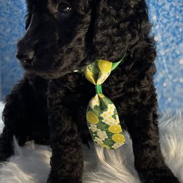Poodle Puppies from Abbott Standard Poodles