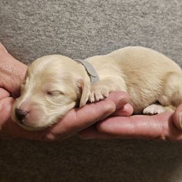 Grey collar male - Cream male Dachshund puppy in Trade, Tennessee from TN Miniature Dachshunds & Basset Hounds