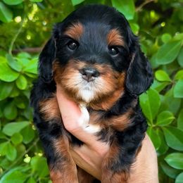 Crackle - Black and tan female Cavapoo puppy in Salt Lake City, Utah from SunnySide Mini Doodles