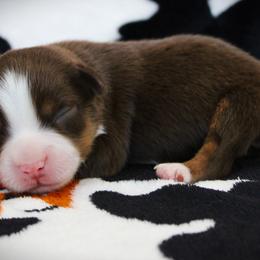 Gabe - Red tri male Miniature Australian Shepherd puppy in Menomonee Falls, Wisconsin from Hunt N Oaks
