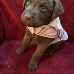 Dark Pink - Brown female Chesapeake Bay Retriever puppy in Davison, Michigan from Marshpoint Gun Dogs