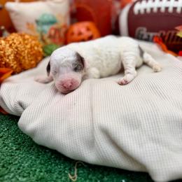 Jack Frost - Blue merle and white male Sheepadoodle puppy in Willacoochee, Georgia from Kitandkboodle's Doodles
