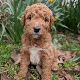 Purple - Apricot female Goldendoodle puppy in Midland, North Carolina from Alger Farm, LLC