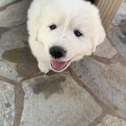Great Pyrenees Puppies from McCarthy Ranchette LLC