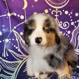 Teal collar - Blue merle male Miniature American Shepherd puppy in Griswold, Connecticut from Flatrock's Mini American Shepherd's