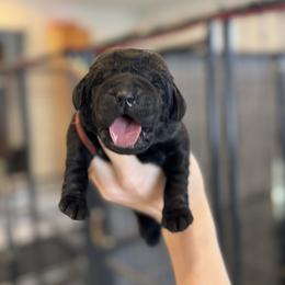 Edmund - Black male Labrador Retriever puppy in Owosso, Michigan from Bennington Retrievers
