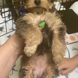 Maltipoo, Poodle, Yorkipoo, and Yorkshire Terrier Puppies from Boujie Pups