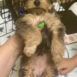 Maltipoo, Poodle, Yorkipoo, and Yorkshire Terrier Puppies from Boujie Pups