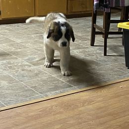 Saint Bernard All Grown Up from BnC Breeders