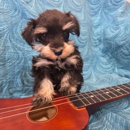 Juliet - Black and silver female Miniature Schnauzer puppy in Paradise, Utah from Highbornschnauzers