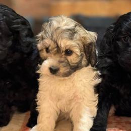 Australian Labradoodles, Australian Shepherds, Goldendoodles, and Labrador Retrievers from FitzGerald Kennels