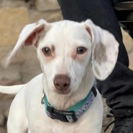 Dachshunds from El Paso Longbottoms