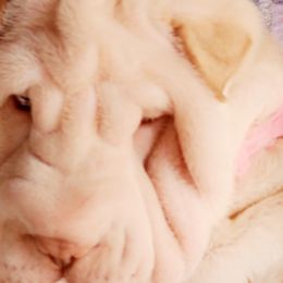 Chinese Shar-Pei from Love Our Shar-Pei