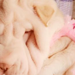 Chinese Shar-Pei from Love Our Shar-Pei