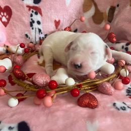 Ginger - White and black female Dalmatian puppy in Claremore, Oklahoma from Lotsofdots Dalmatians