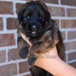 Light Blue Collar - Black and red female German Shepherd puppy in Mount Vernon, Missouri from German Haus German Shepherds LLC