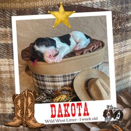Dakota - Black white and tan male English Springer Spaniel puppy in Albany, Minnesota from Farm Fresh Labradors & English Springers