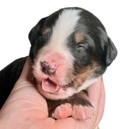 BBQ - Black rust and white male Bernese Mountain Dog puppy in Petersburg, Michigan from J & J Meadows