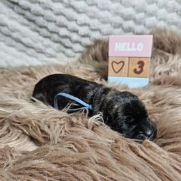 Blue collar - Black brindle female Cane Corso puppy in Fritch, Texas from Carrie Brown's Cane Corsos