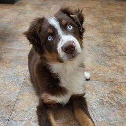 Elias Benjamin - Australian Shepherd