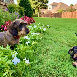 Dachshund Puppies from Vom Dörnerstein