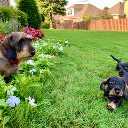 Dachshund Puppies from Vom Dörnerstein