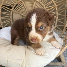 Maverick - Red tri-color male Australian Shepherd puppy in Grants Pass, Oregon from Carmel Mountain Aussies