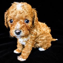 Bichon Frise and Poodle Puppies from Daisy Pups