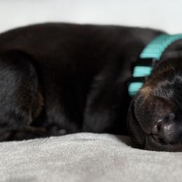 Doberman Pinscher Puppies from Haus of Hound