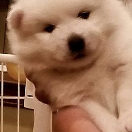 Boy 4 - American Eskimo Dog puppy in White Oak, Texas from Lively Pups
