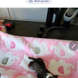 Rudolph - Black and white male Havanese puppy in Cuba, Missouri from Bouncy Bubbly Havanese