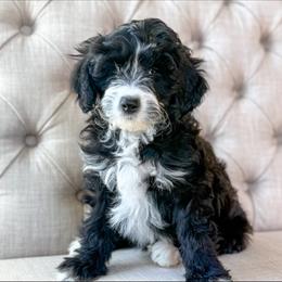 Friday🩵 - Black and white female Aussiedoodle puppy in Granbury, Texas from Triple Cross Doodles