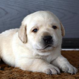 Atlanta - Yellow female Labrador Retriever puppy in Camden, Indiana from Prebleridge Acres