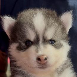 Aspen - Black and white male Pomsky puppy in Spring Hill, Florida from PDQ Pomskies